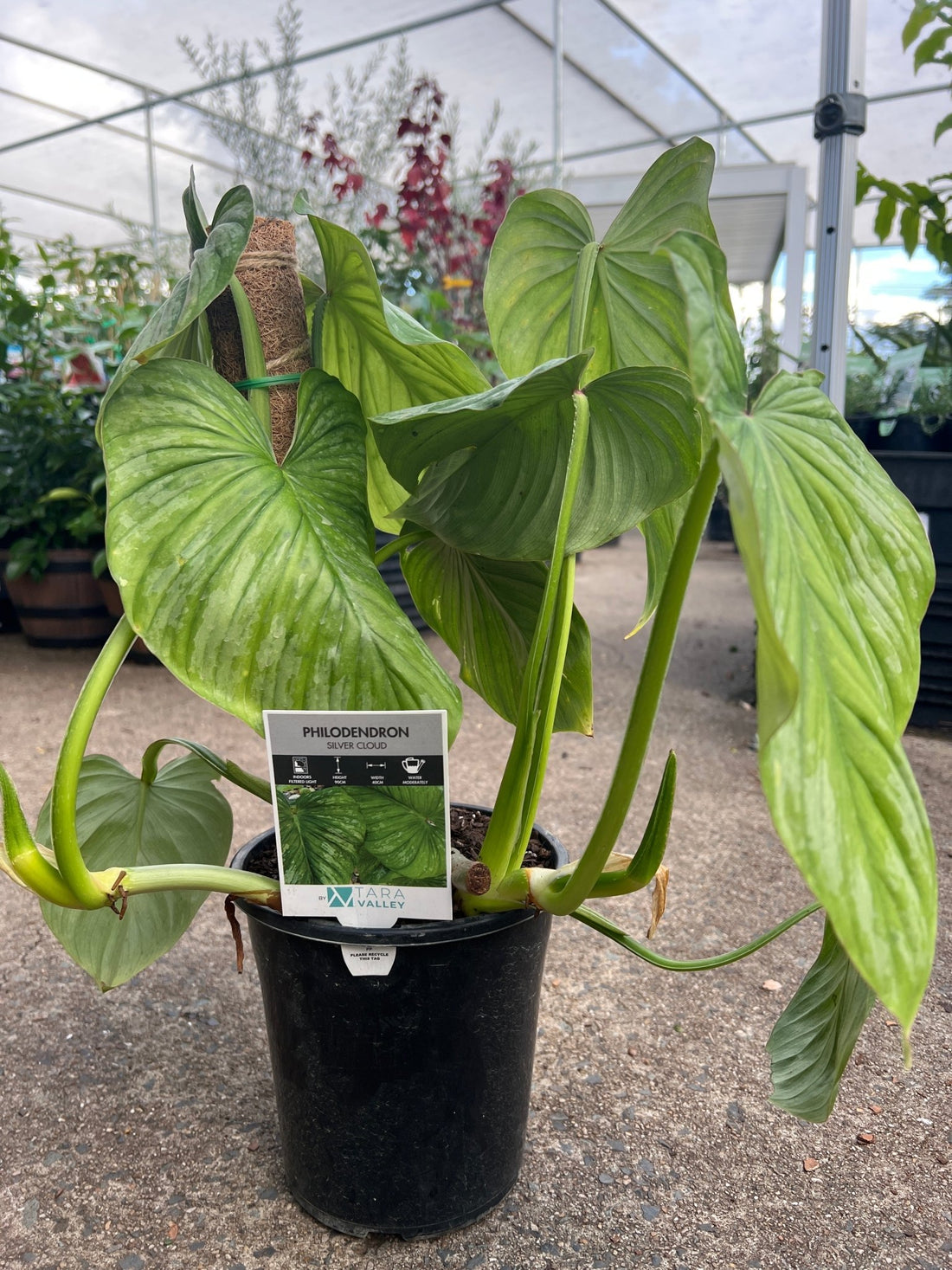 Philodendron 'Silver Cloud' - Ladybird Nursery