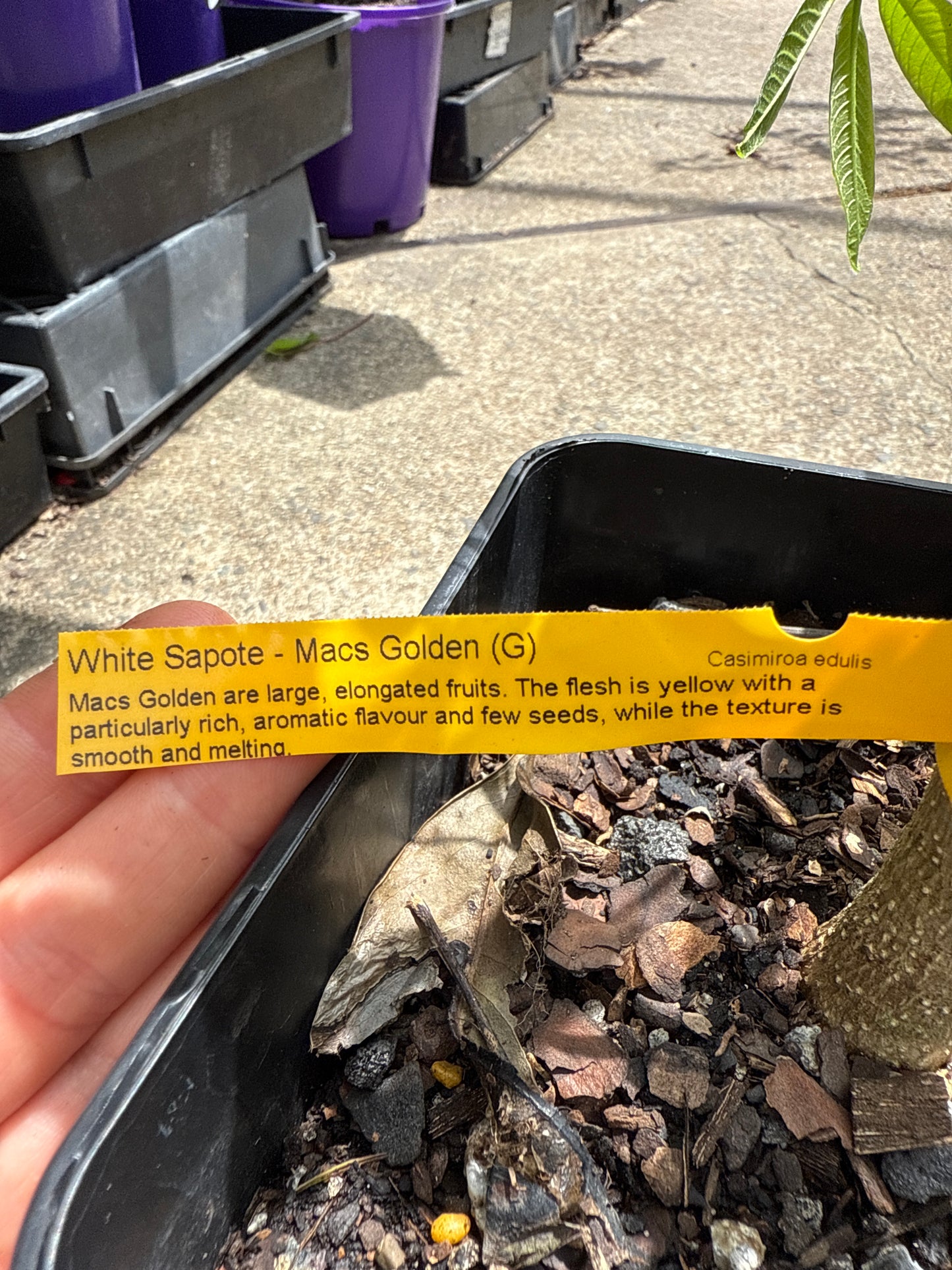 White Sapote ‘Macs Golden’