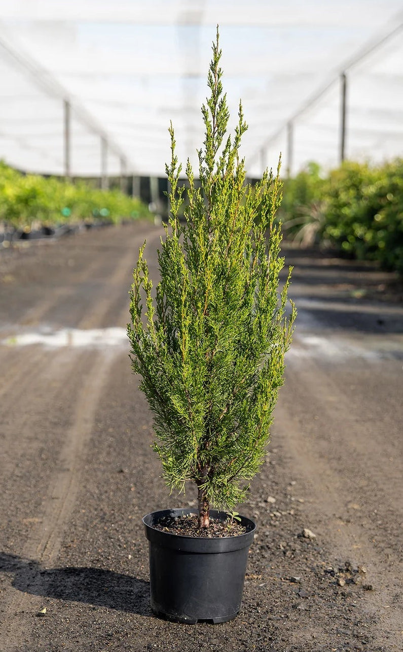 Spartan Conifer (Juniperus chinensis) Advanced size 45Ltr (PICK UP ONLY) - Ladybird Nursery
