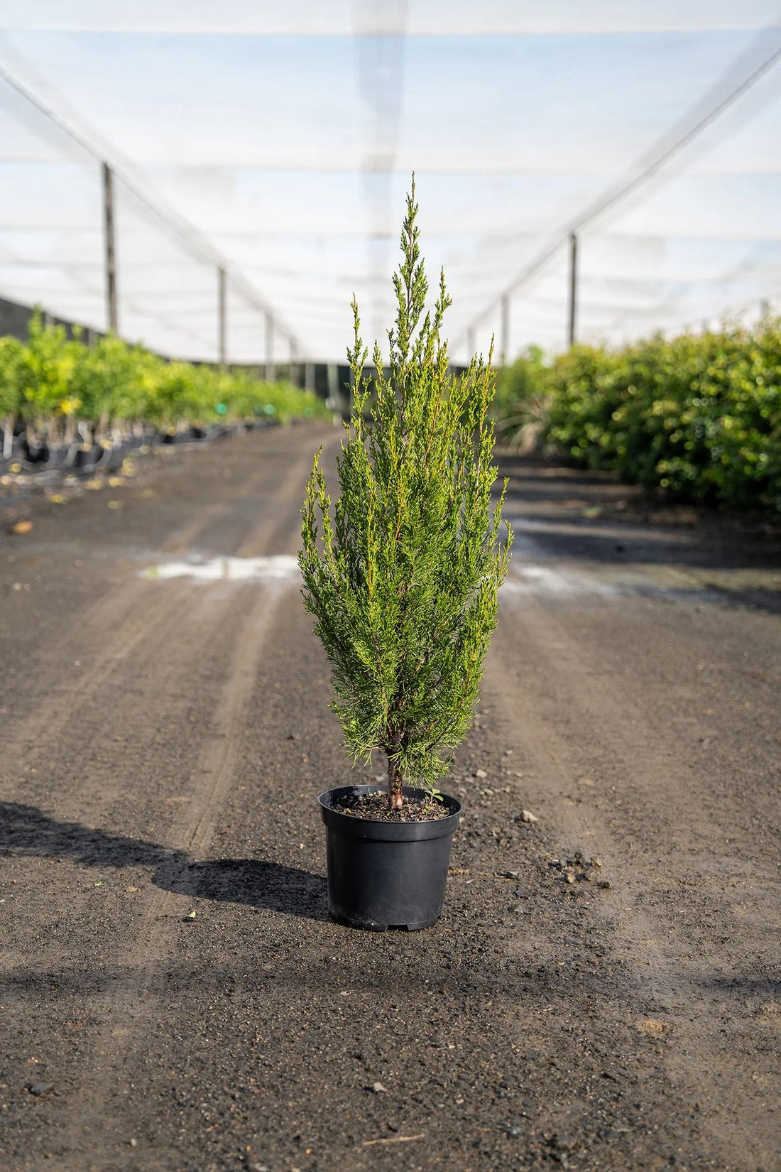 Spartan Conifer (Juniperus chinensis) Advanced size 45Ltr (PICK UP ONLY) - Ladybird Nursery