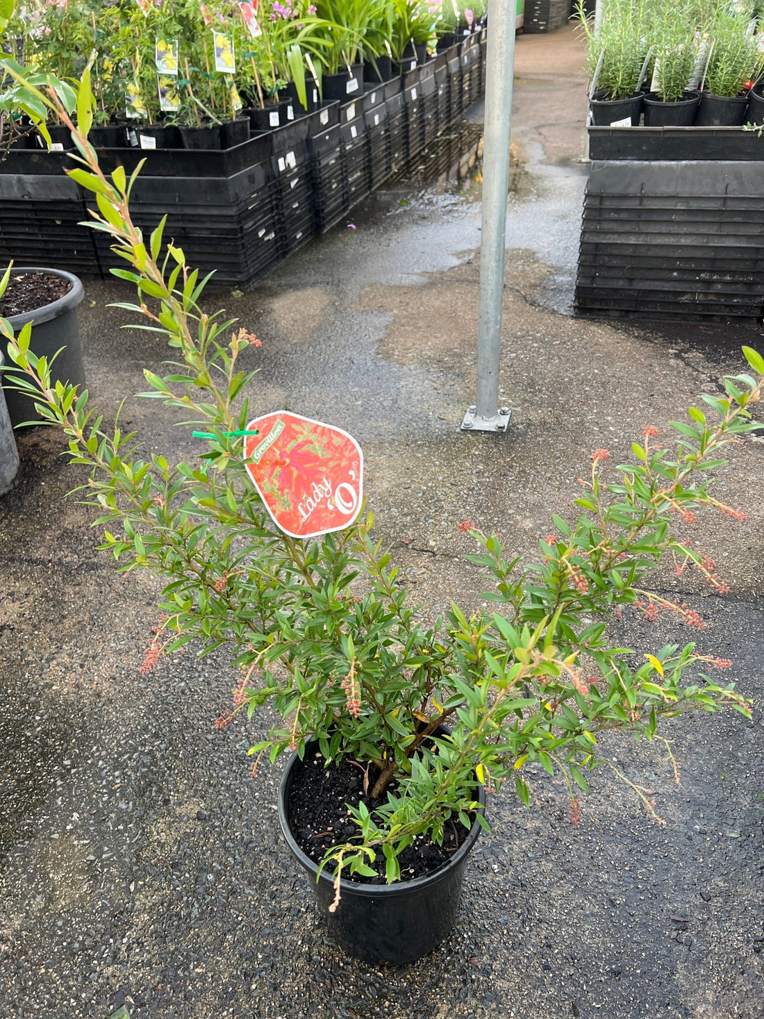 Grevillea 'Lady O' - Large - Ladybird Nursery