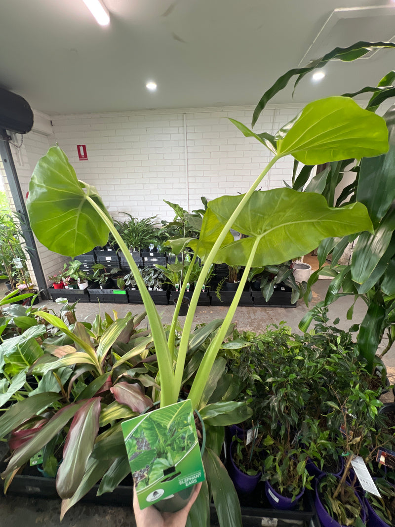 Elephant Ears (Alocasia brisbanensis)
