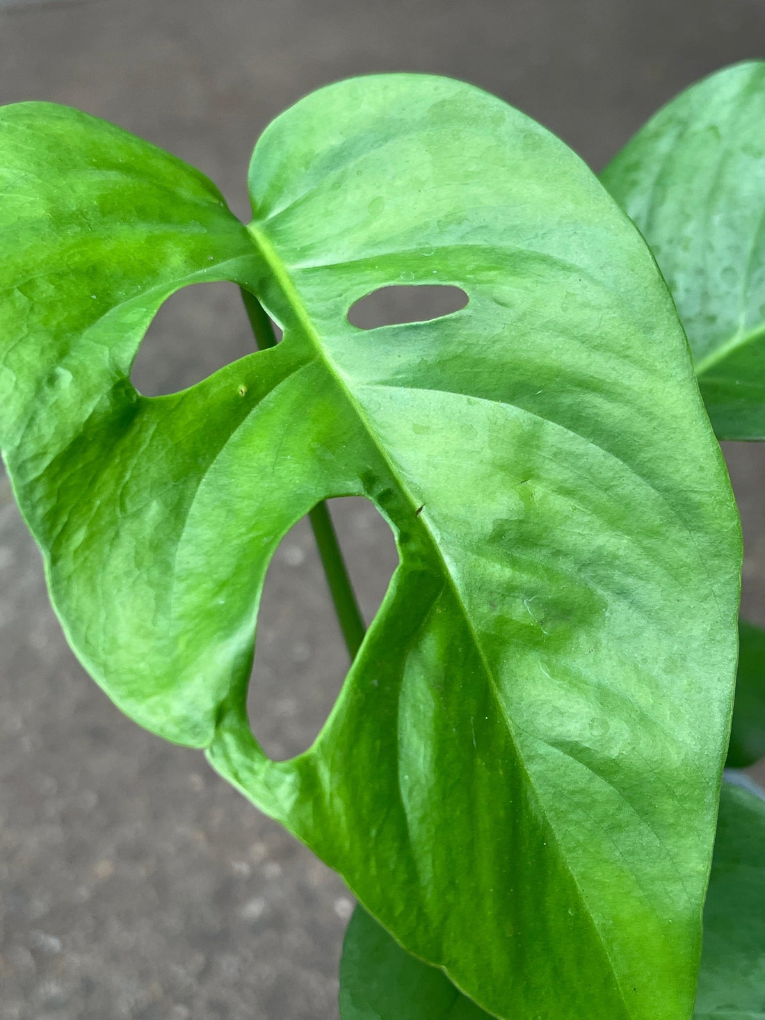 Monstera 'Uno' (Monstera Hybrid) - Ladybird Nursery