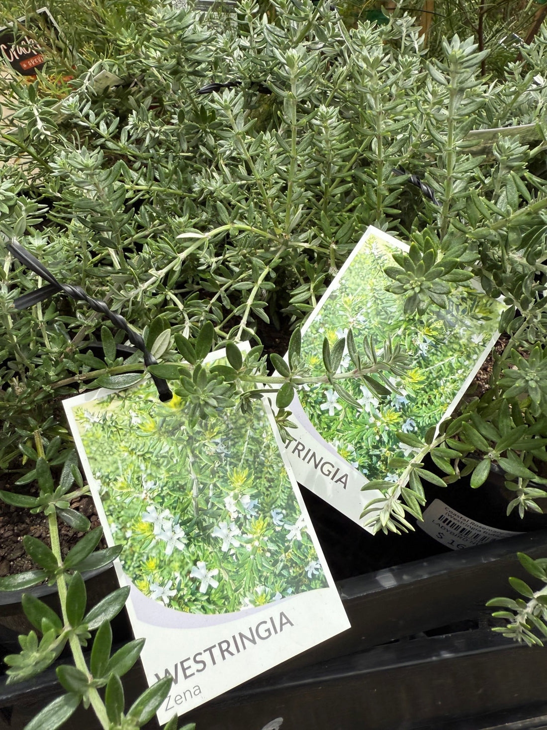 Coastal Rosemary Zena (Westringia fruticosa) - Ladybird Nursery
