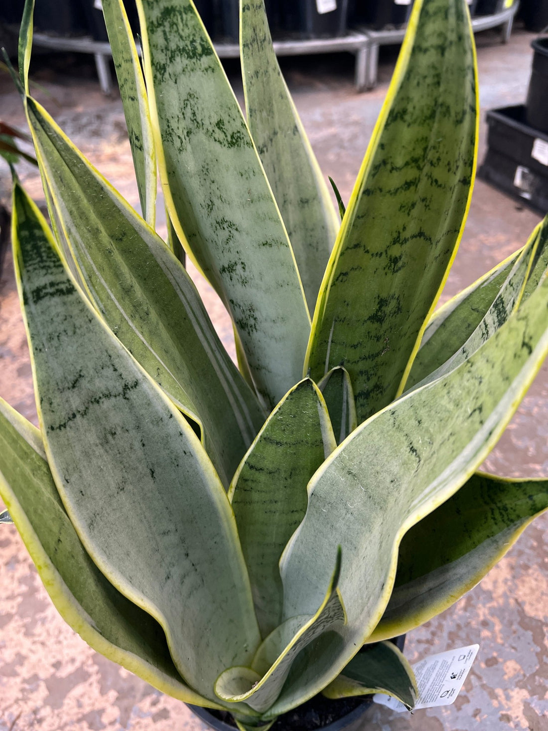 Snake Plant 'Snow' (Sansevieria Trifasciata) - Ladybird Nursery
