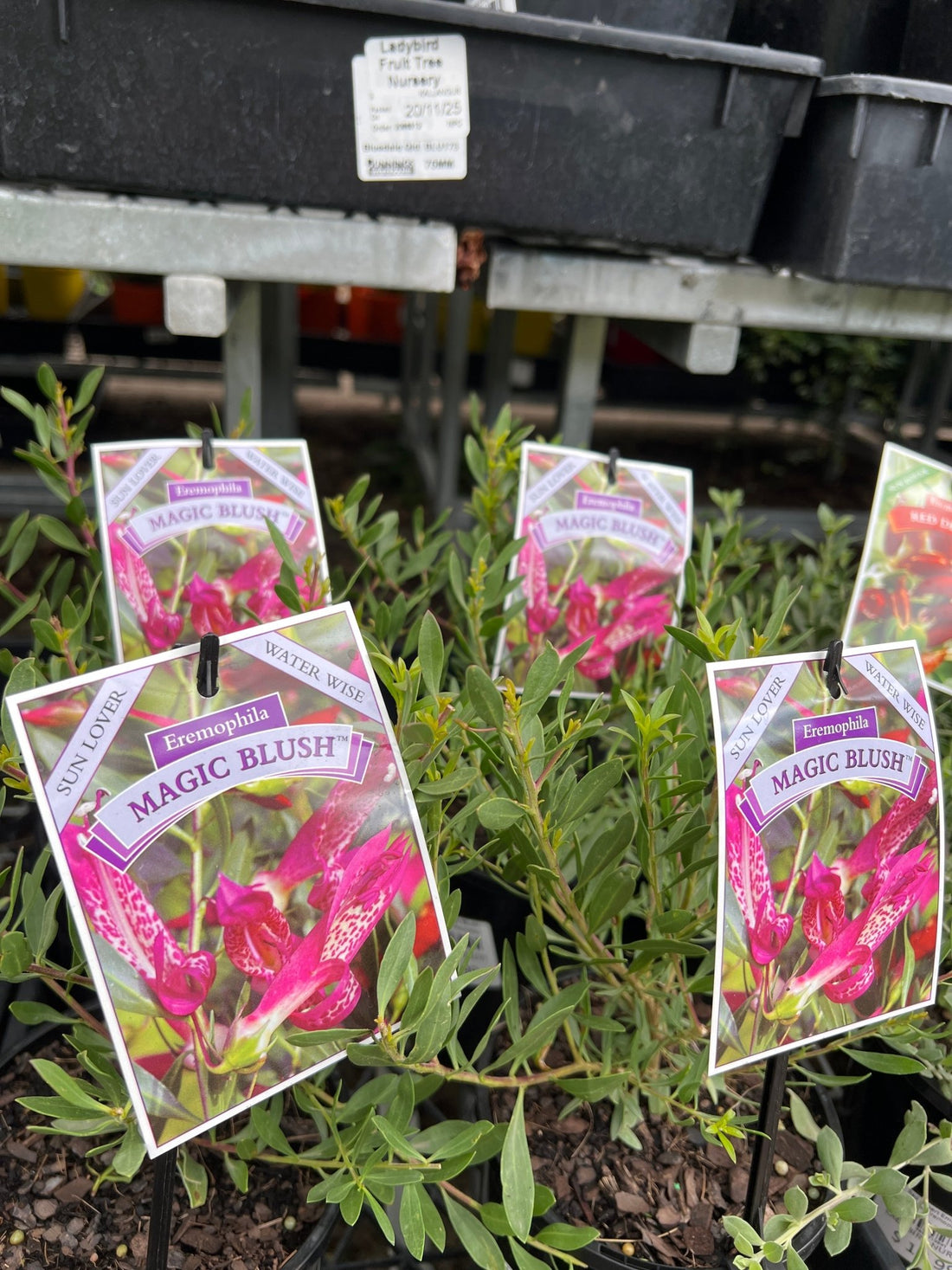 Emu Bush 'Magic Blush' (Eremophila maculata) - Ladybird Nursery