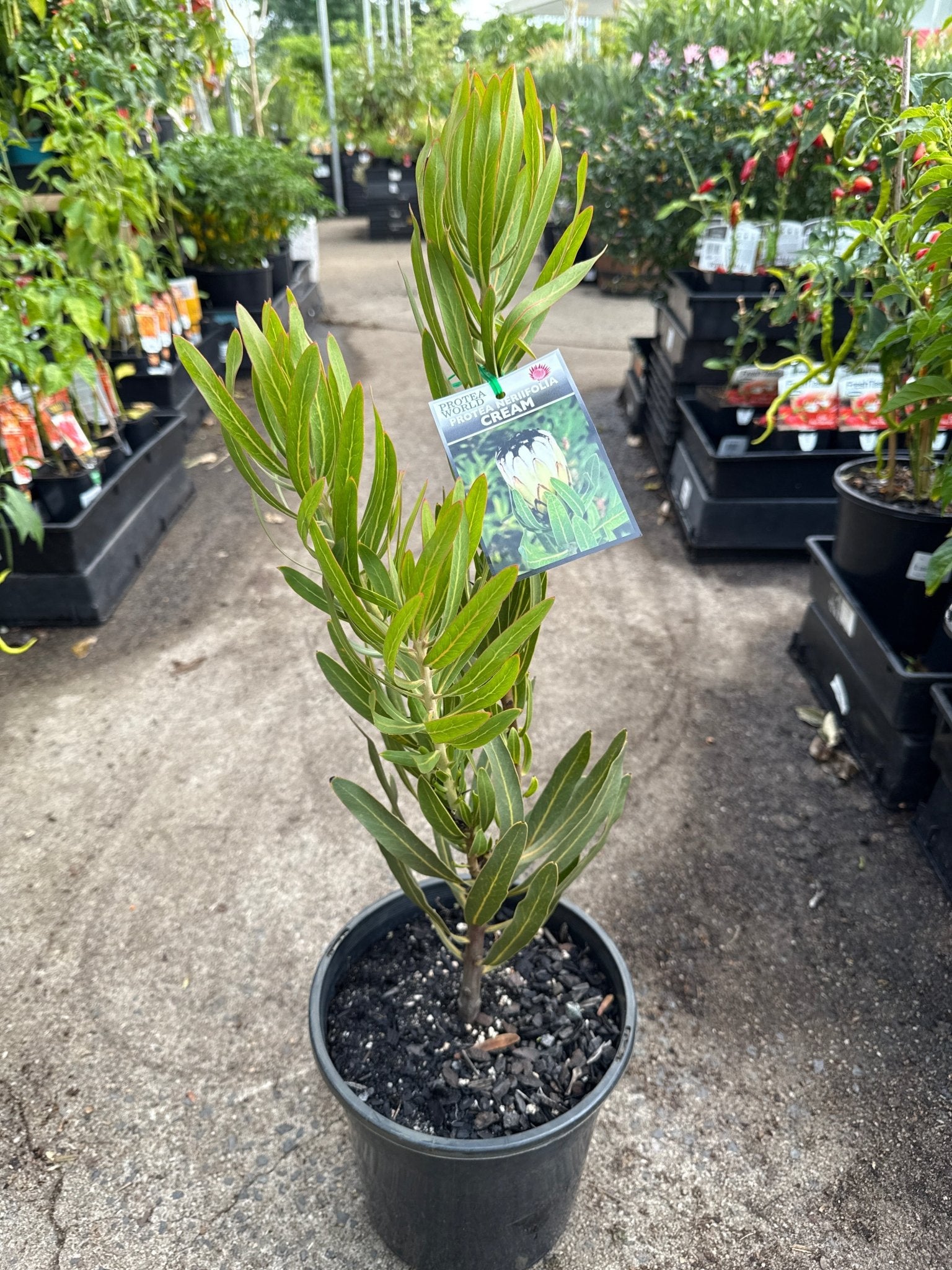 Protea 'Nerifolia Cream' 200mm Pot - Ladybird Nursery