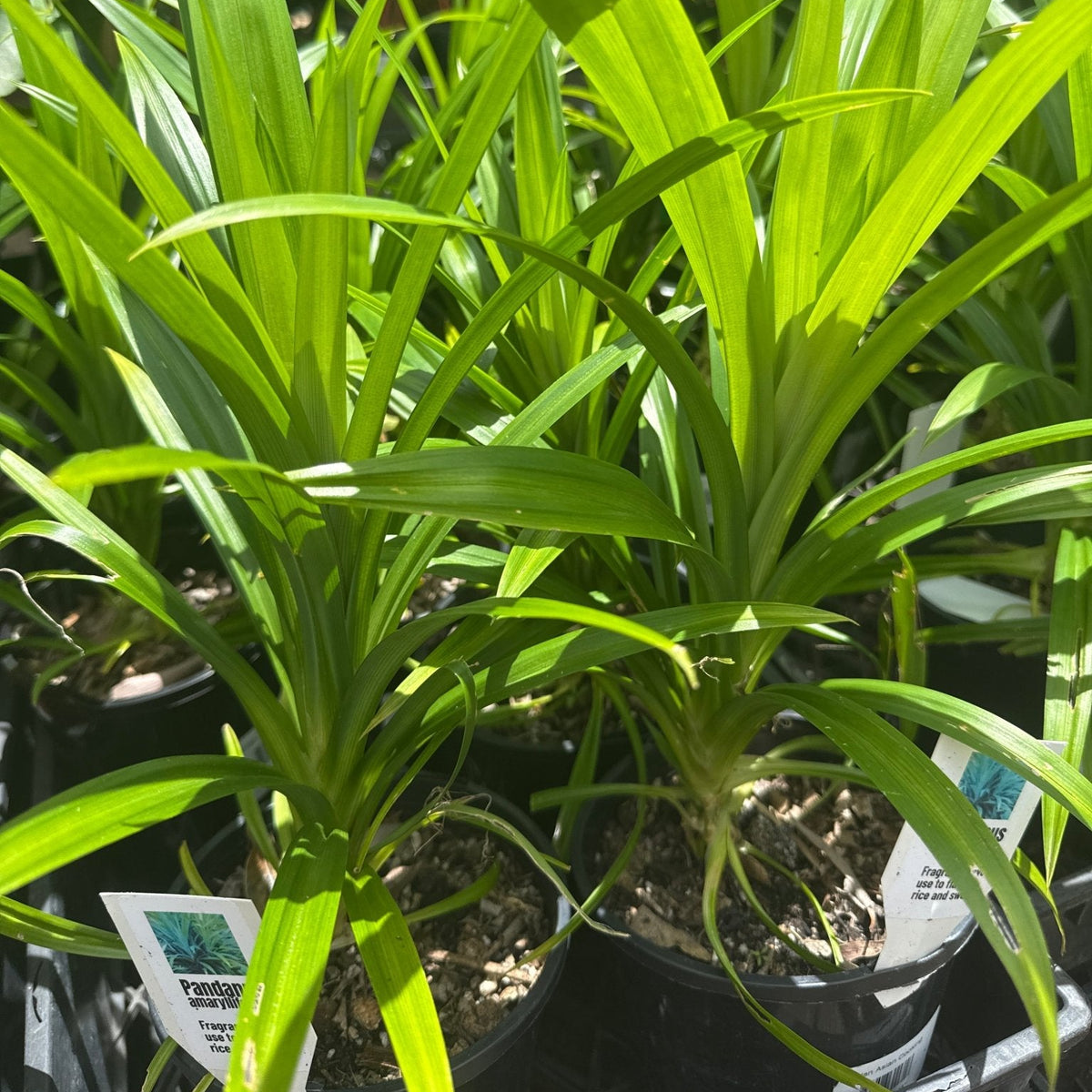Pandan Edible (Pandanus amaryllifolius) - Ladybird Nursery