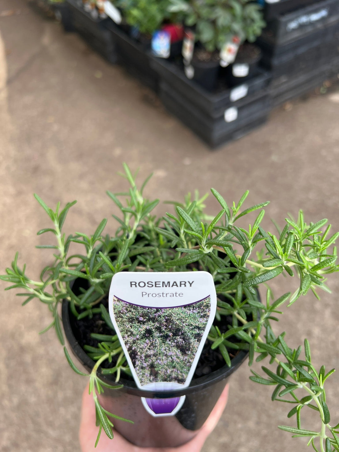 Prostrate Rosemary (Rosmarinus officinalis prostratus) - Ladybird Nursery