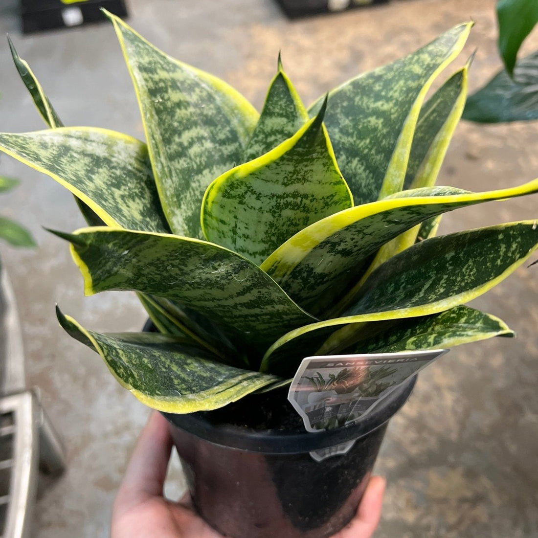 Snake Plant 'Lotus Hahnii' - Ladybird Nursery