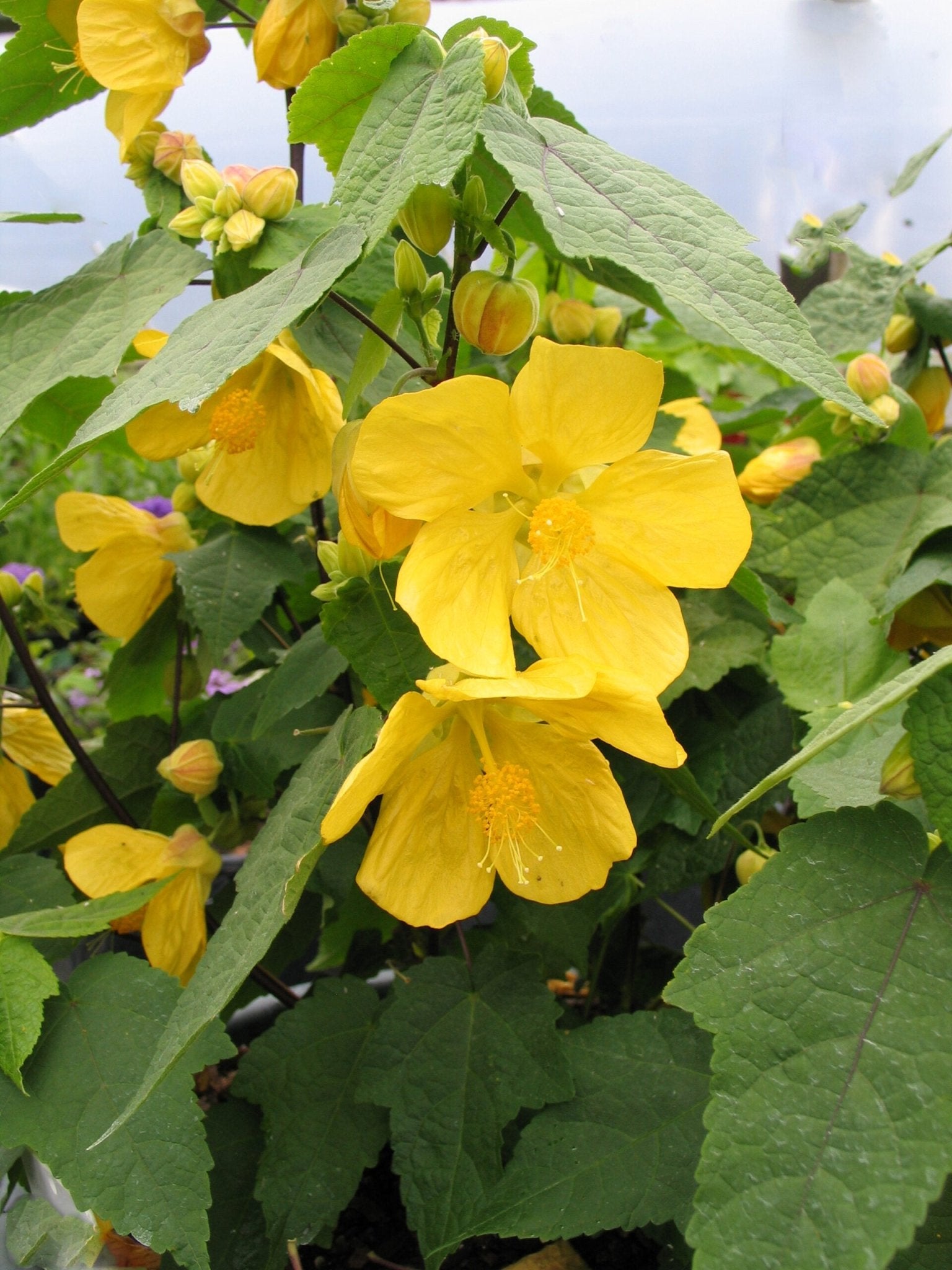 Chinese Lantern Yellow (Abutilon) - Ladybird Nursery