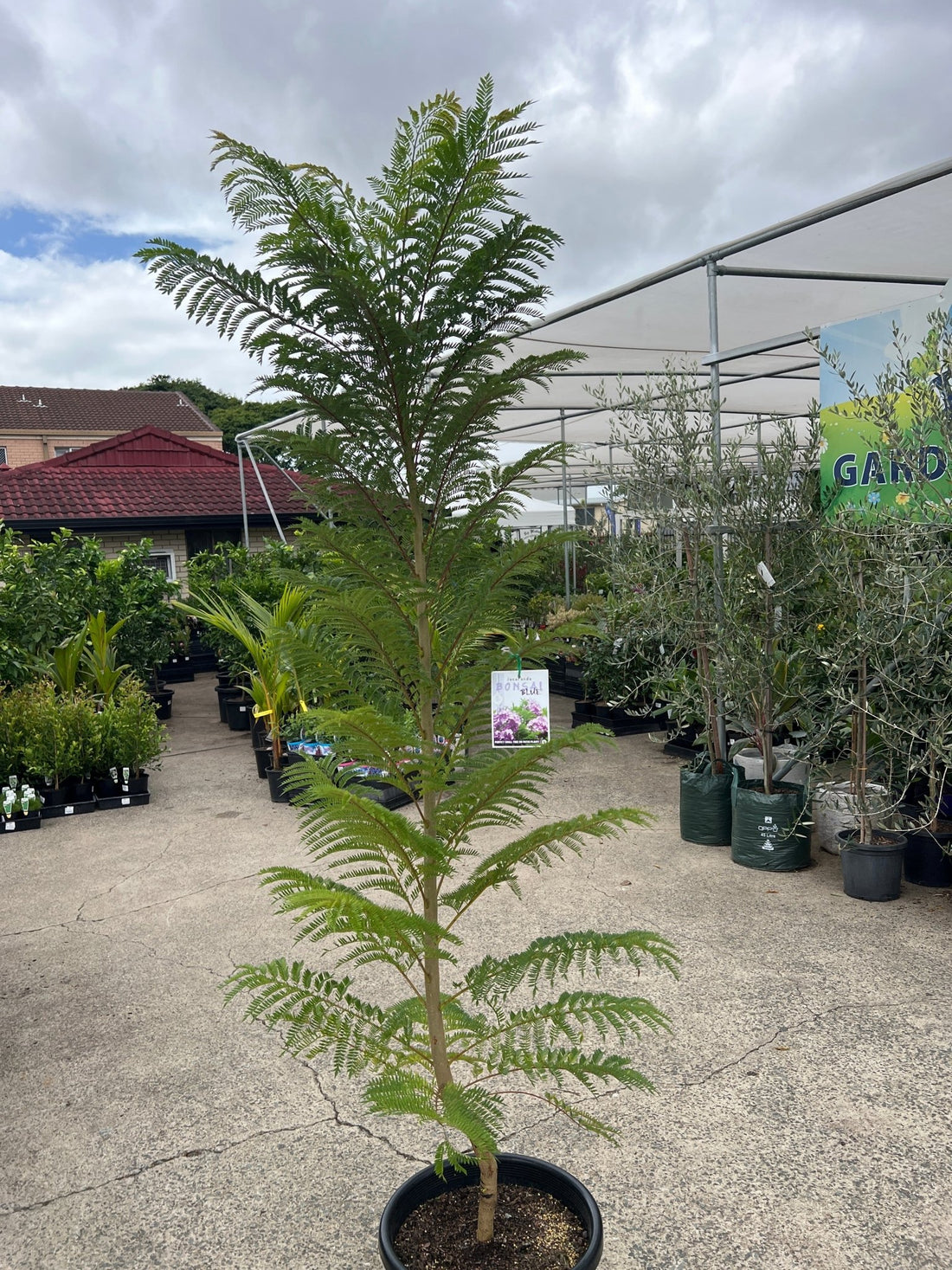 Dwarf Jacaranda Tree 'Bonsai Blue' (PICK UP ONLY) - Ladybird Nursery