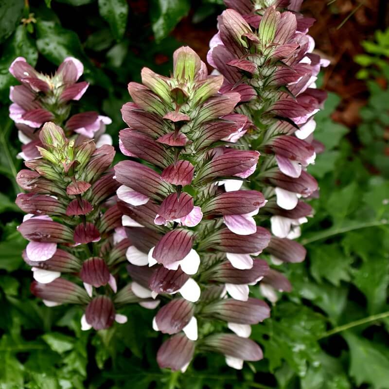 Bear's Breeches ssp. spinosa (Acanthus mollis)