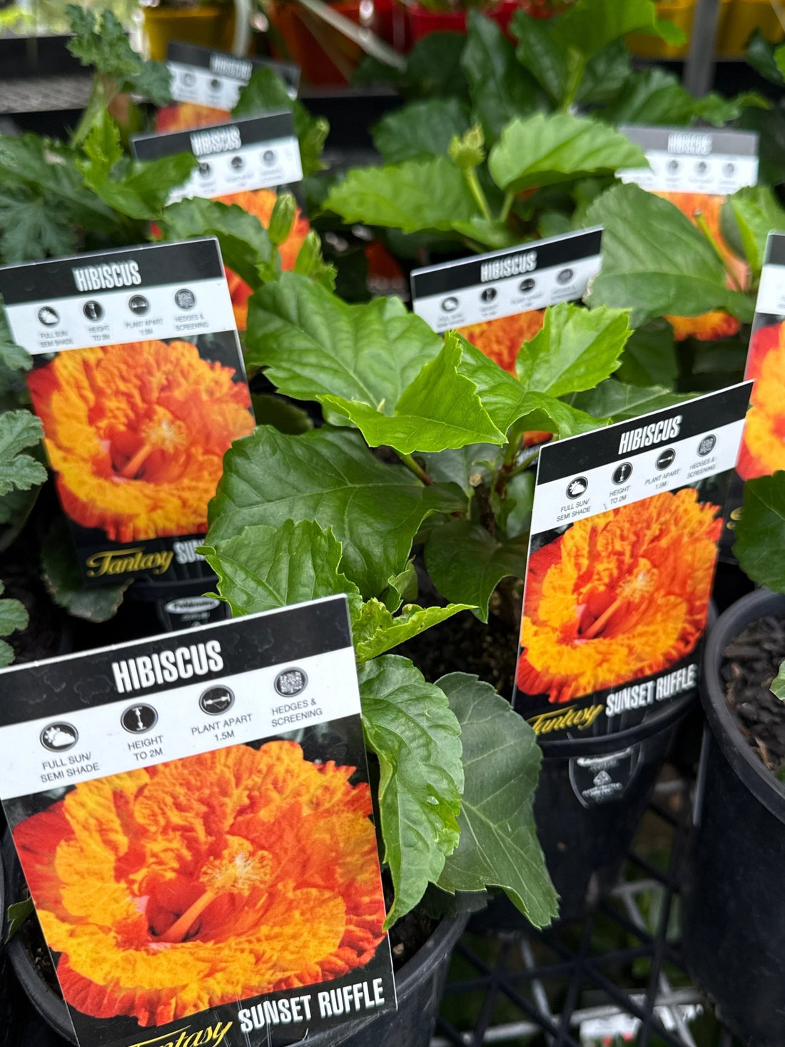 Hibiscus 'Fantasy Sunset Ruffle' (Hibiscus rosa-sinensis) - Ladybird Nursery