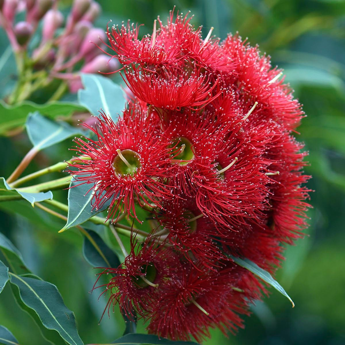Red Flowering Gum Wildfire (Corymbia ficifolia) - Ladybird Nursery