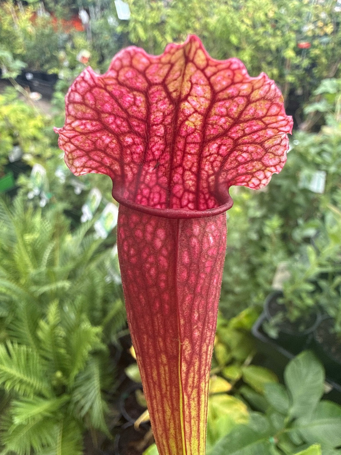 Pitcher Plant ‘Philadelphia’ (Sarracenia) 100mm Pot - Ladybird Nursery