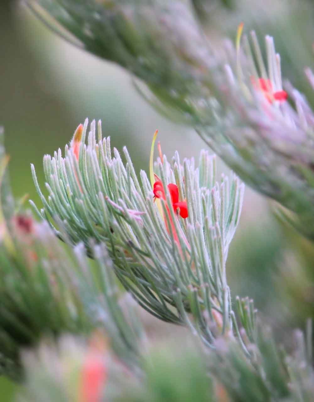 Woolly Bush 'Platinum' (Adenanthos sericeus) - Ladybird Nursery