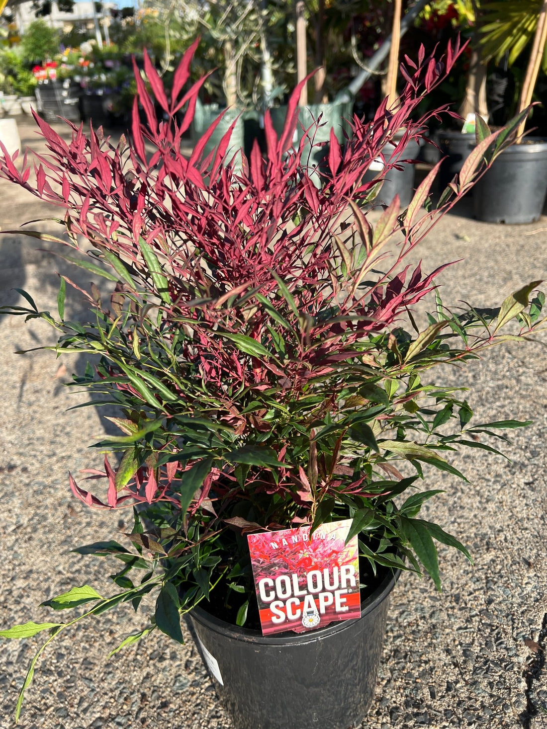 Heavenly Bamboo Colourscape (Nandina domestica) - Ladybird Nursery