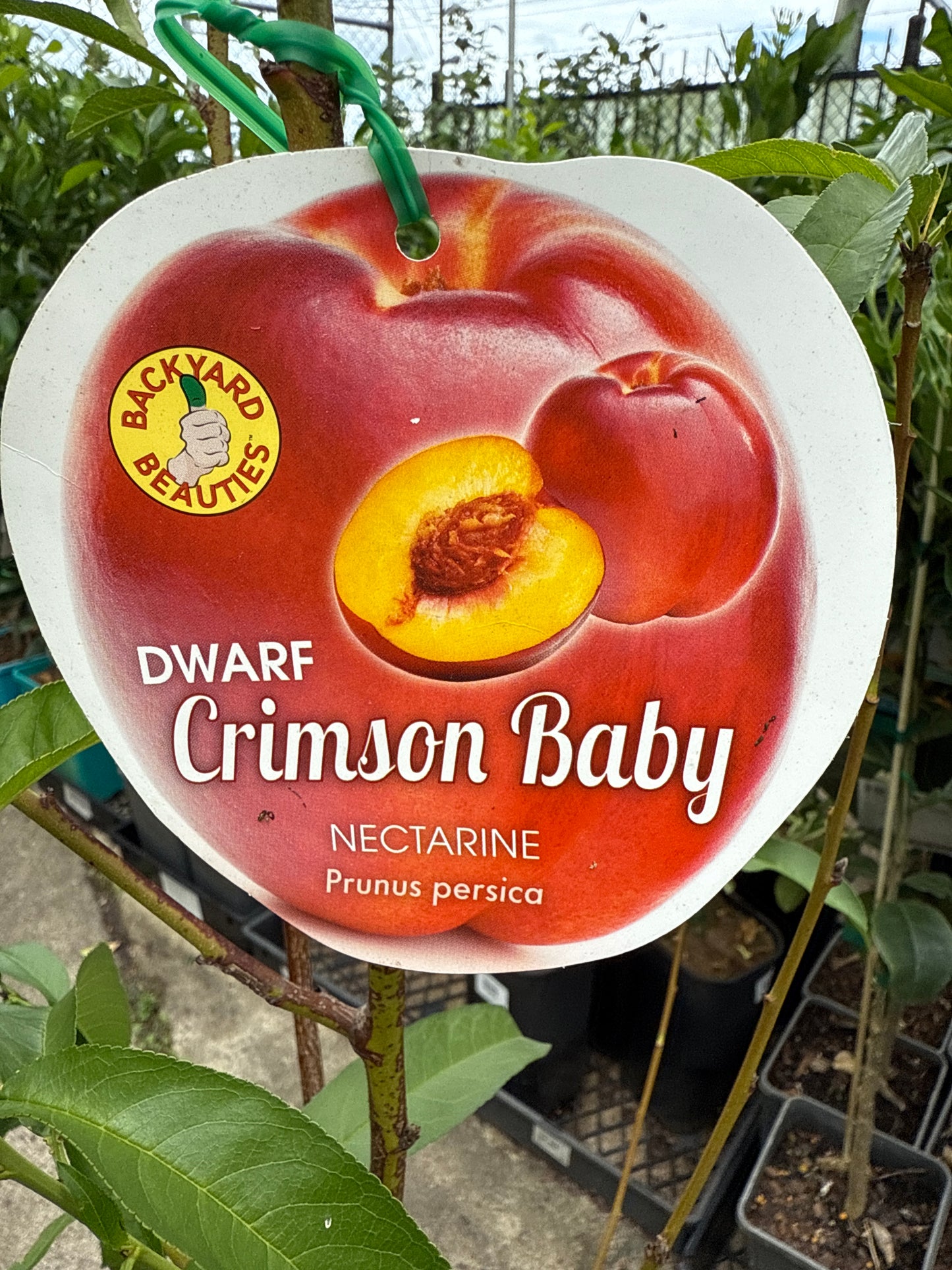 Dwarf Nectarine 'Crimson Baby' label showing ripe red fruit with golden flesh and green leaves in nursery setting