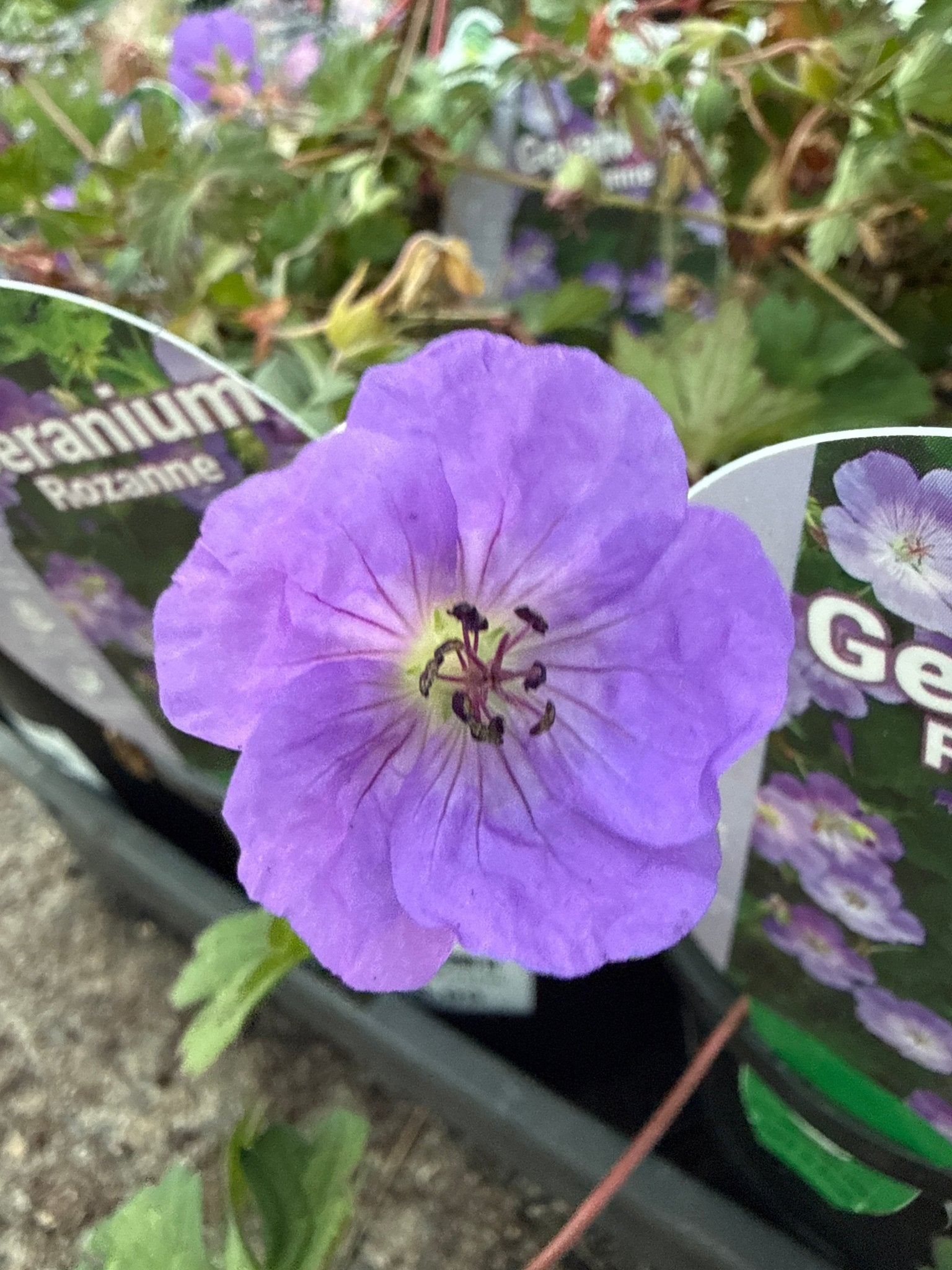 Geranium 'Rozanne' - Ladybird Nursery