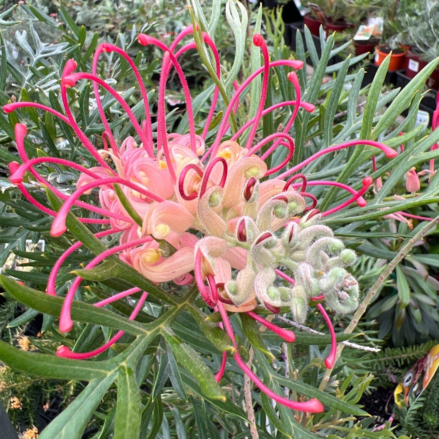 Grevillea 'Pink Profusion' - Ladybird Nursery