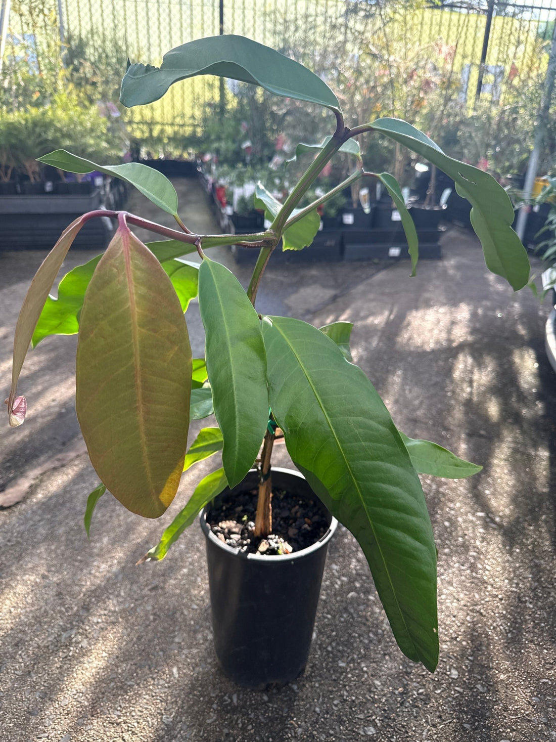 Yellow Mangosteen (Garcinia tinctori) - Ladybird Nursery