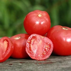 Tomato 'Grosse Lisse' - Ladybird Nursery