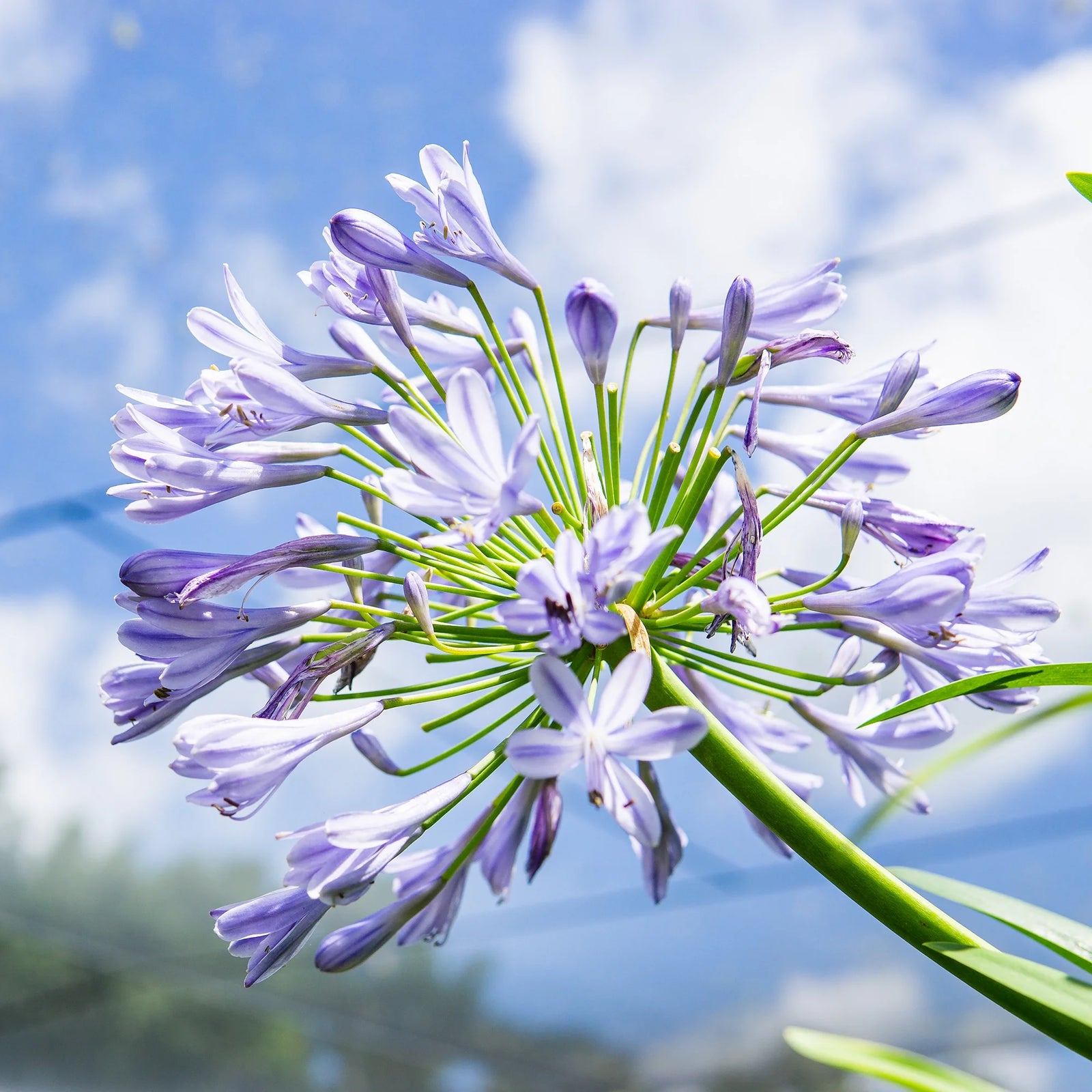 Agapanthus Grace™ - Ladybird Nursery