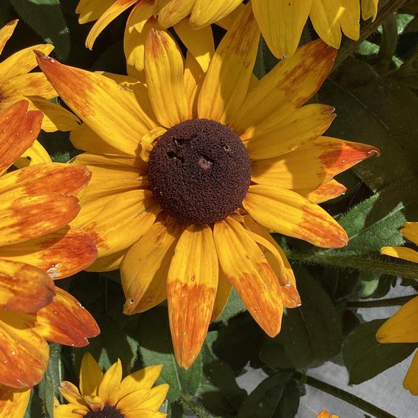 Rudbeckia Sunbeckia Black - eyed Susan Carla - Ladybird Nursery