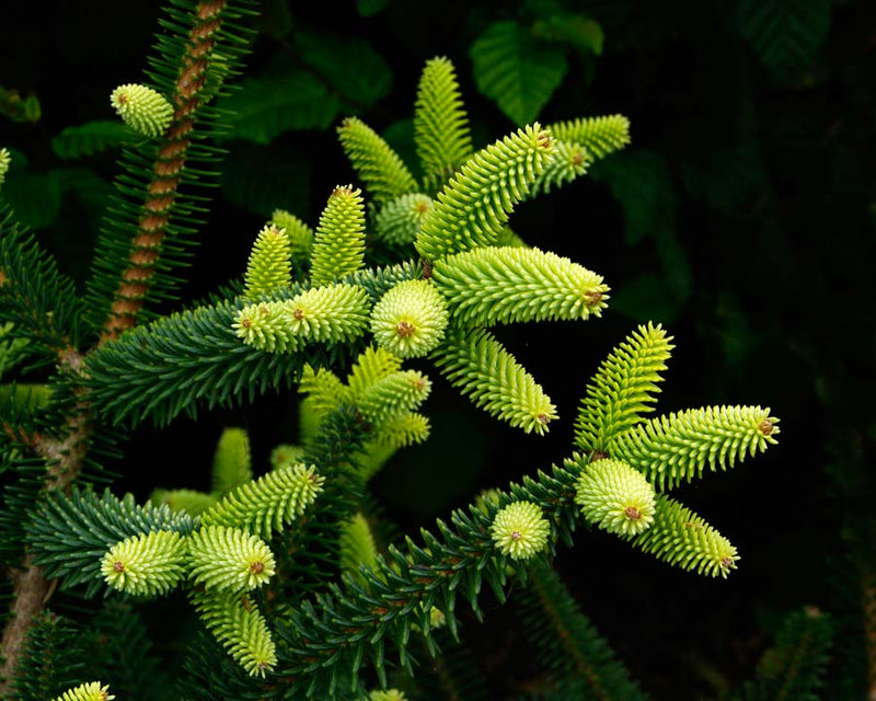 Spanish Fir Aurea Golden (Abies pinsapo)
