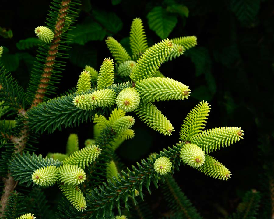 Spanish Fir Aurea Golden (Abies pinsapo) - Ladybird Nursery