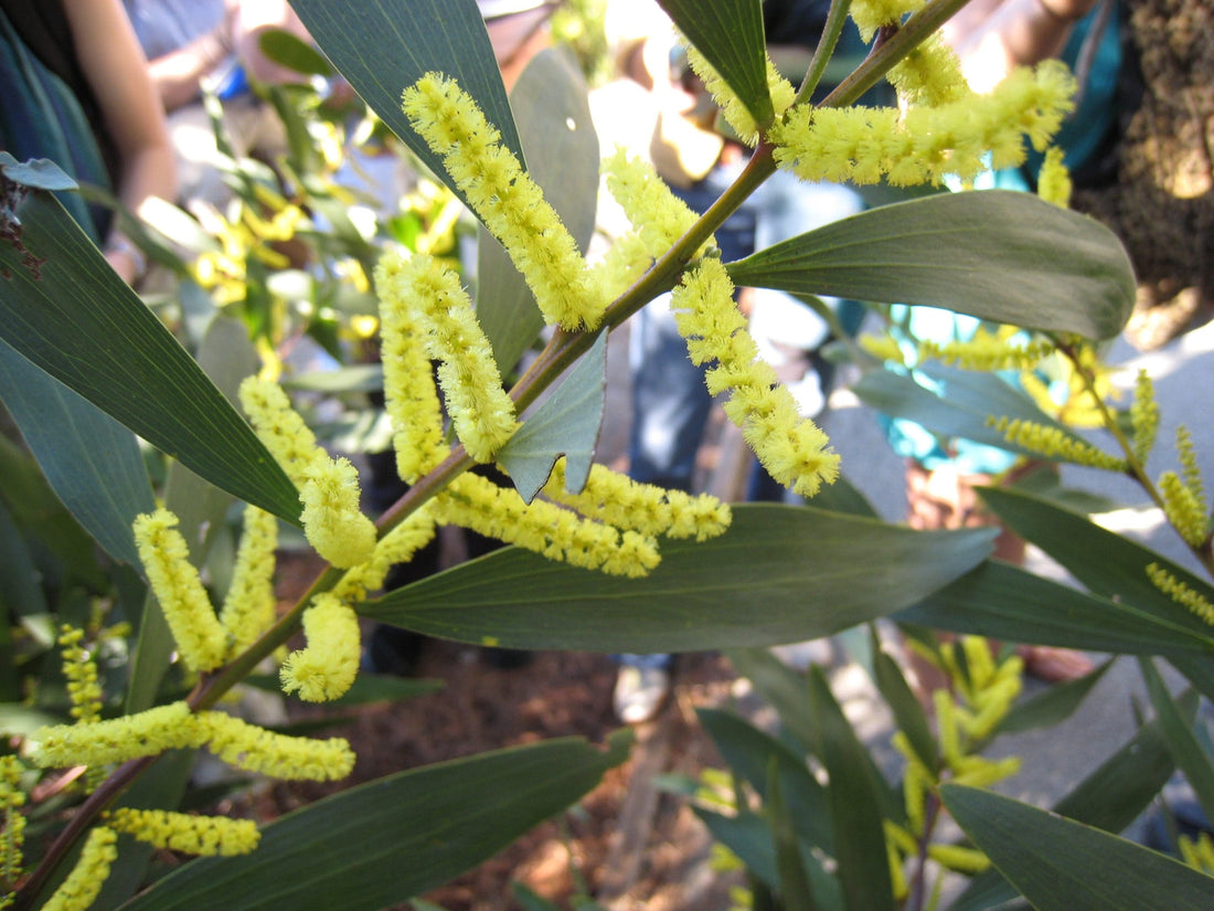 Sydney Golden Wattle (Acacia longifolia) - Ladybird Nursery