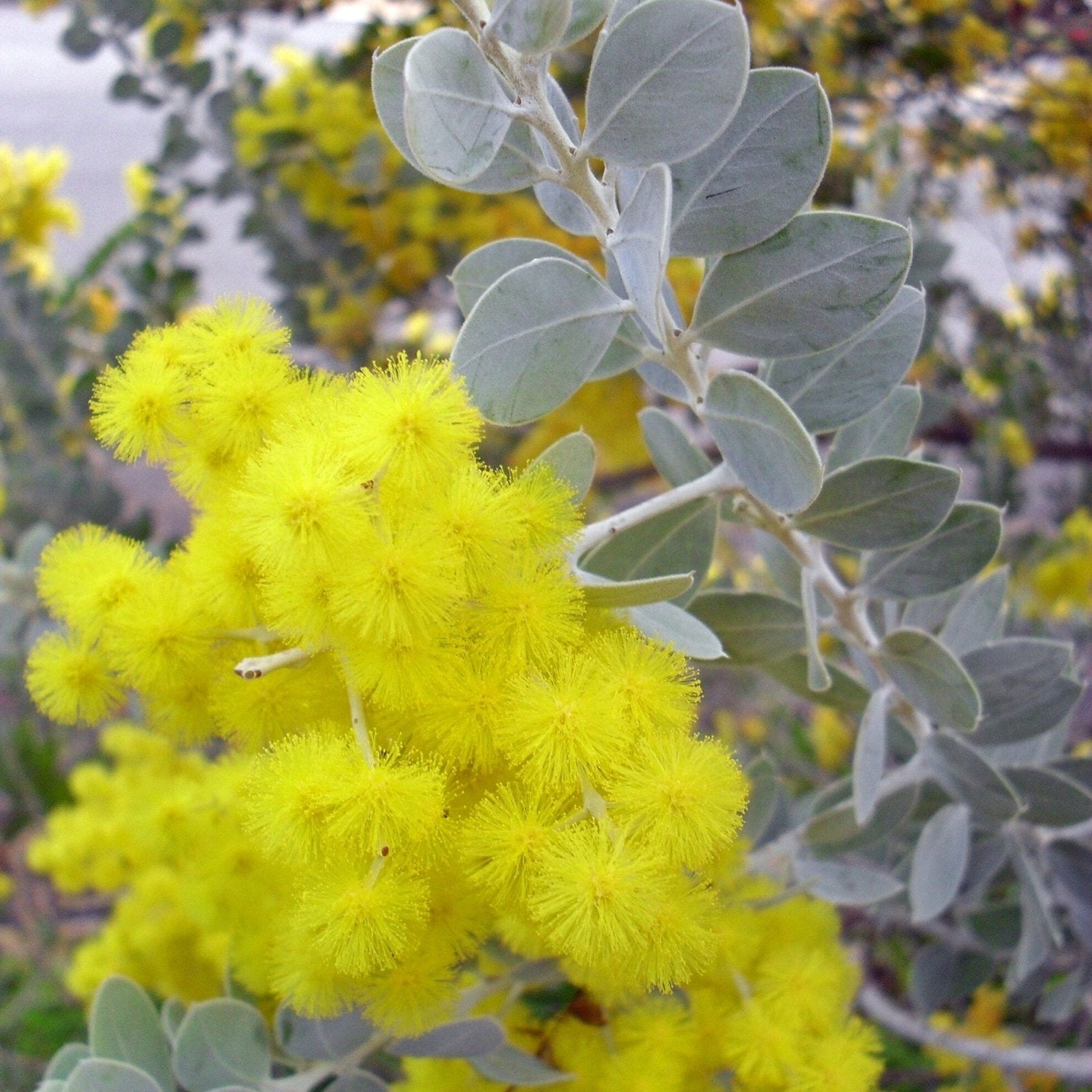 Queensland Silver Wattle (Acacia podalyriifolia) - Ladybird Nursery