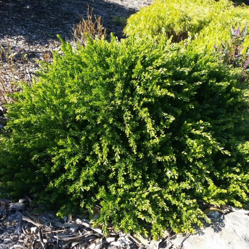 Sticky Wattle Honey Bun (Acacia howittii) - Ladybird Nursery