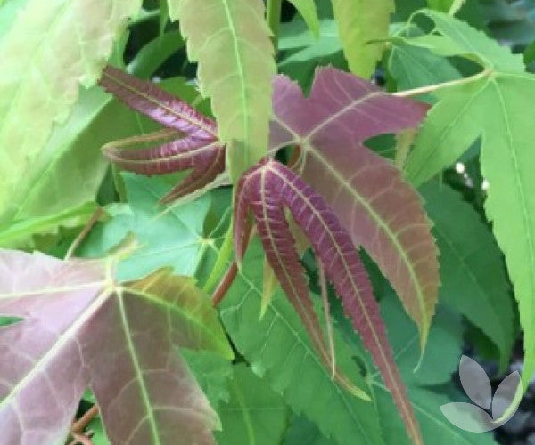 Elegant Maple Chinese (Acer elegantulum)