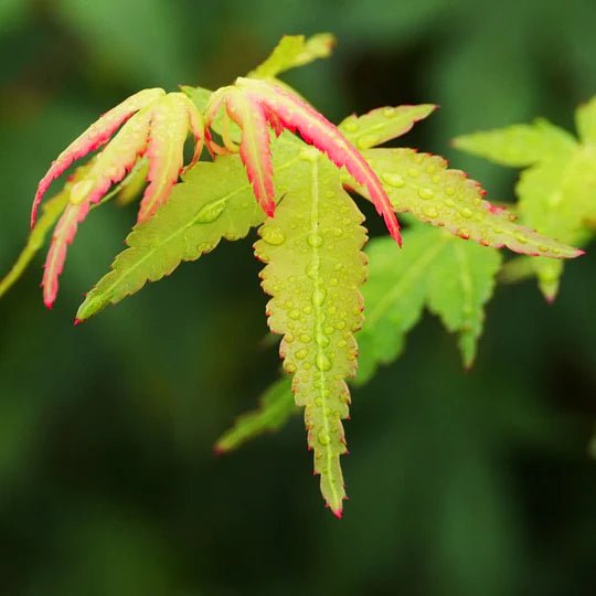 Elegant Maple Chinese (Acer elegantulum) - Ladybird Nursery