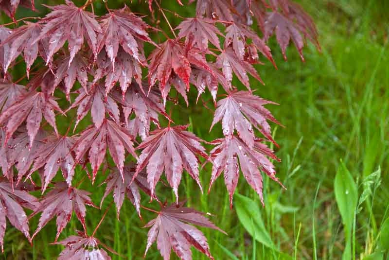 Shirasawa's Maple Yasemin (Acer shirasawanum)