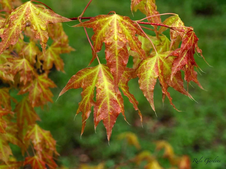 Shantung Maple (Acer truncatum) - Ladybird Nursery