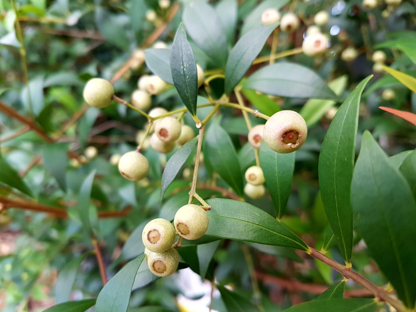 Lilly Pilly Minor Red Tip form (Acmena smithii)