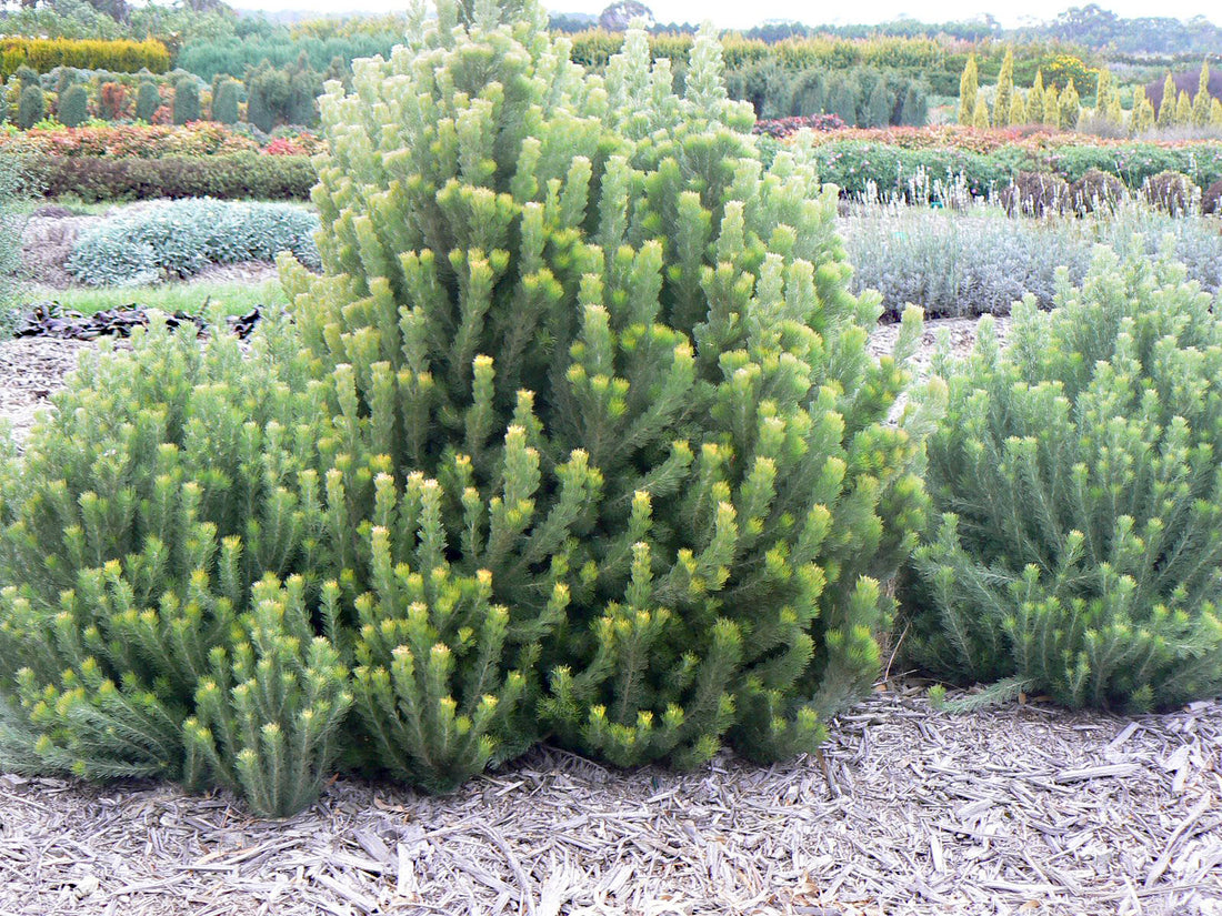 Woolly Bush (Adenanthos sericeus) - Ladybird Nursery