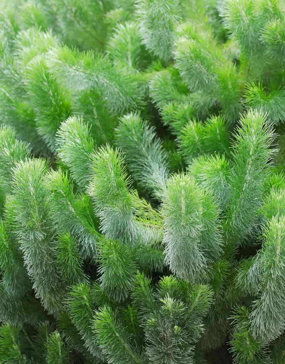 Woolly Bush Silver Streak (Adenanthos sericea)