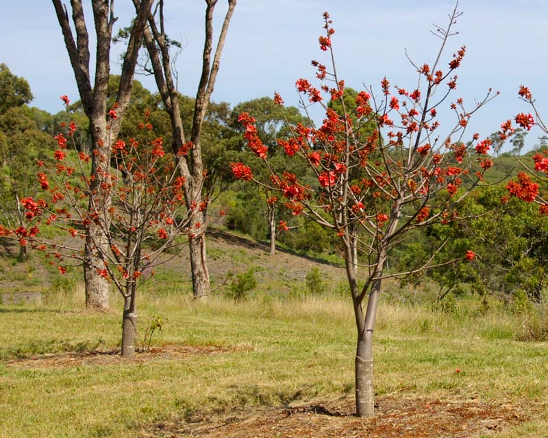 Dwarf Kurrajong (Brachychiton bidwillii) - Advanced