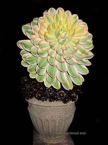 Sunburst Aeonium (Aeonium Sunburst) - Ladybird Nursery