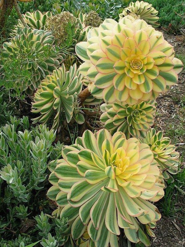 Sunburst Aeonium (Aeonium Sunburst) - Ladybird Nursery