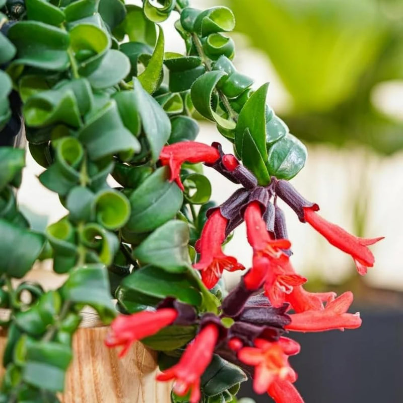 Aeschynanthus (Lipstick Plant) – Assorted