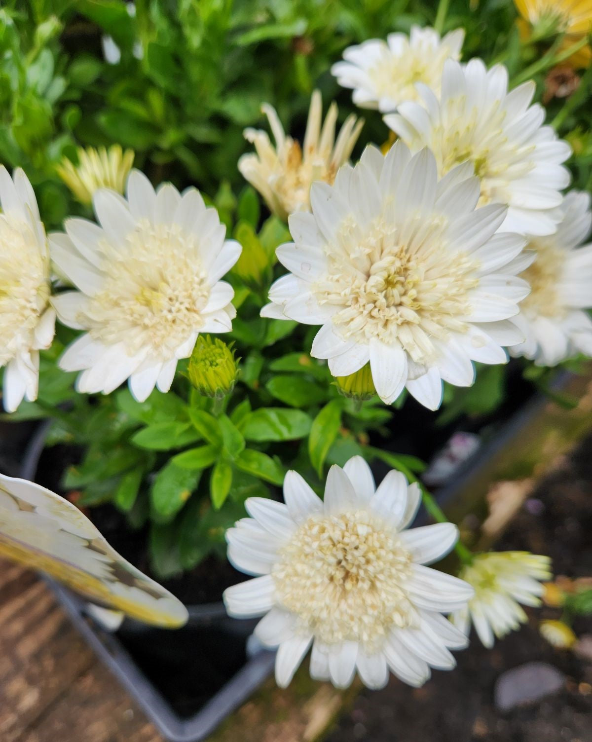 African Daisy '3D White' (Osteospermum)