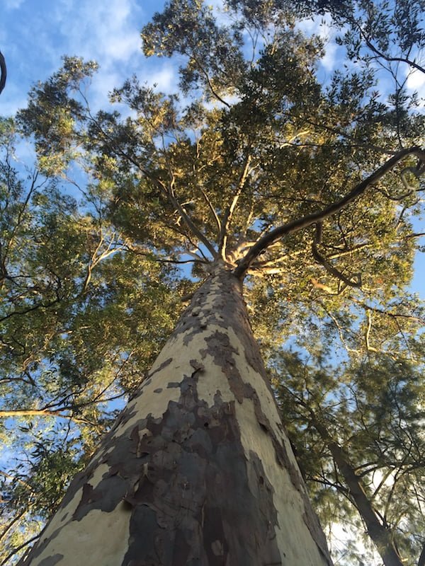 Spotted Gum (Corymbia maculata) - Ladybird Nursery
