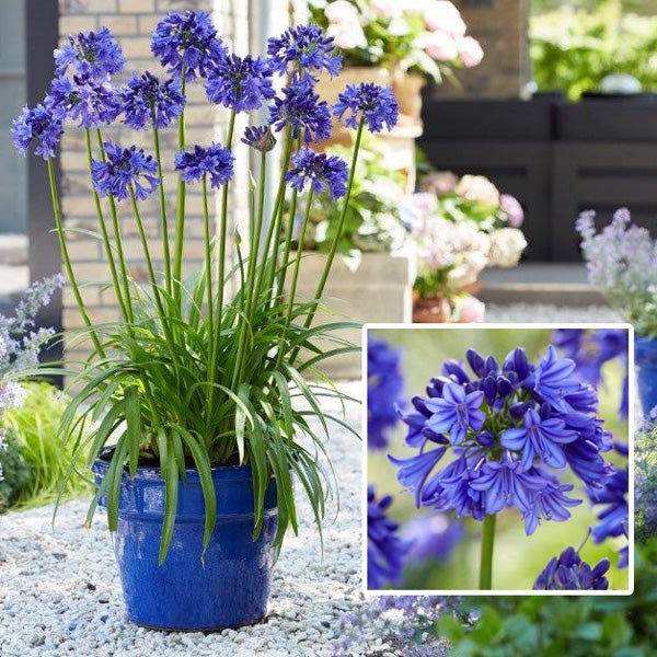 Agapanthus Blue Thunder - Ladybird Nursery