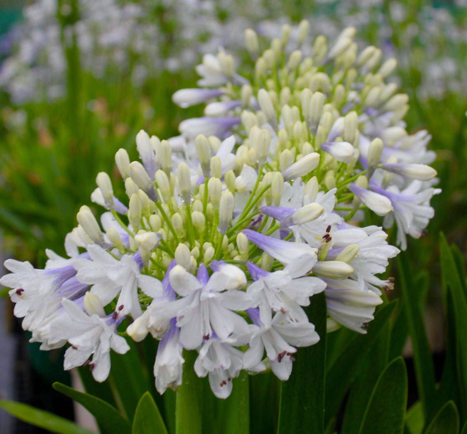 Agapanthus Maxsie™ - Ladybird Nursery