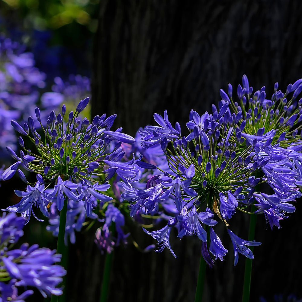 Agapanthus Purple Cloud - Ladybird Nursery